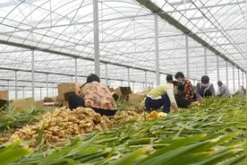 量大质优！济南市莱芜区大棚小黄姜喜获丰收图片