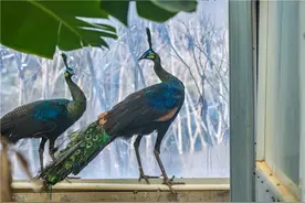 哪些动物与龙神韵相通？一起来石家庄动物园寻找答案图片