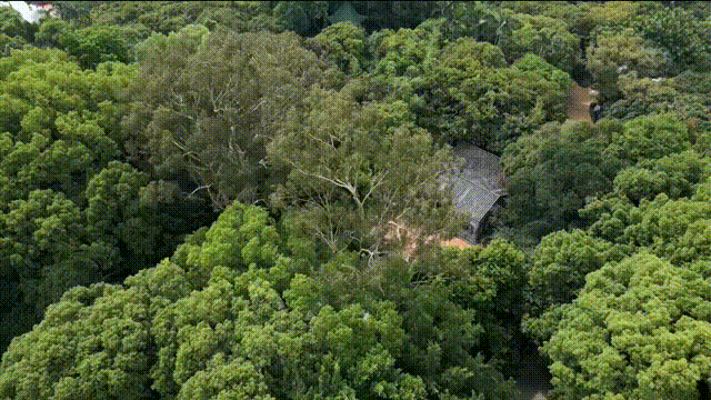 上新！珠海“顶流爱心树”浪漫升级，出片率100%！