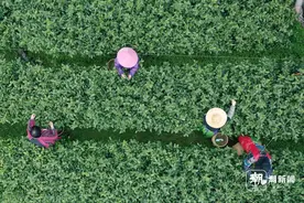 杭州西湖龙井零星采摘 3月20日正式开采图片