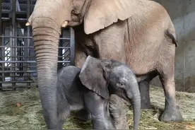 上海野生动物园非洲象首次繁育成功，第一头象宝宝已2个月大图片