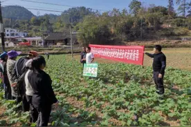 【高质量发展调研行】罗甸县边阳镇：抢抓秋冬种，油菜播种忙图片