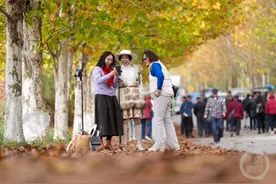 美景醉游人 梧桐大道绽放金色魅力图片