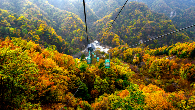 待天晴，看洛阳漫山姹紫嫣红→