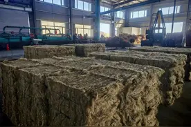 齐齐哈尔市克山县汉麻全产业链项目实现首季投产图片