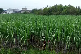 上庄镇大宋楼村：“南蔗北种”节节甜 特色种植助增收图片