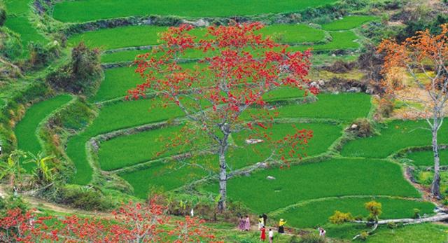 春天里，一起相约木棉花开