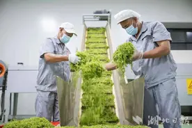 来凤藤茶加工中，茶香快要溢出屏幕啦图片