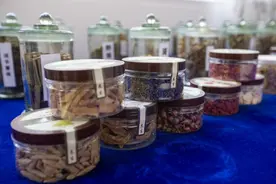 重报深一度｜从深圳到巫山，从卖药材到种药材 这家企业带领巫山人发药“财”图片