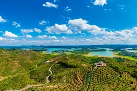 广西百色“致富果”：高品质芒果直供香港，带动近五千户增收图片