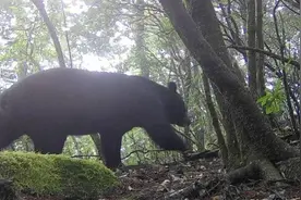 福建闽江源国家级自然保护区首次发现黑熊图片
