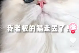 云南一女生捡到猫咪归还获6万奖金被指是剧本？失主公司发声明回应图片