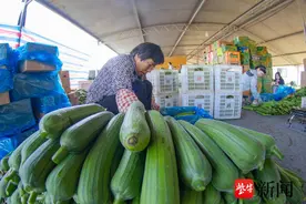 400亩丝瓜迎来丰收季 日供3万斤为沪苏锡常餐桌添鲜图片