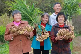 姜疙瘩变成金疙瘩 小黄姜长成大产业 湖南汝城小黄姜产业助推农业高质量发展图片