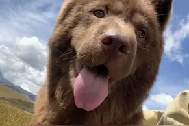 从无人问津到身价上万 本地土狗“土松犬”为何走红宠物市场？图片