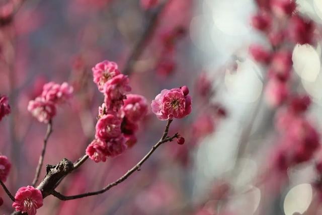 快冲！即将开遍日照！