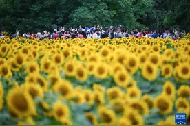 北京：夏日绽放的向日葵图片