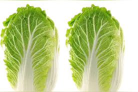 秋去冬来话白菜图片