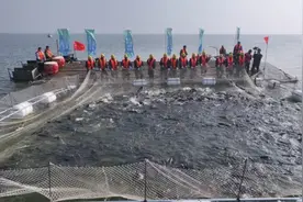 一条鱼呵护一湖清水图片