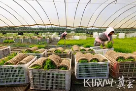 唐山丰南：小满时节插秧忙图片