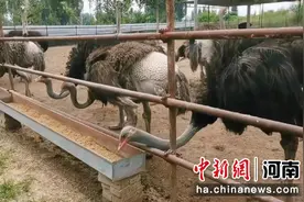 河南淅川：“一村一品”特色养殖产业助民增收图片