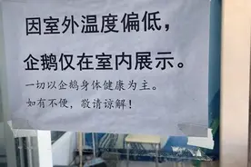 企鹅也怕冷？长春一海洋馆企鹅因气温低仅在室内展示，馆方：冻了会感冒图片