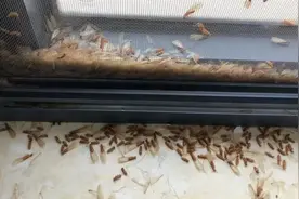 又湿又热，注意白蚁分飞期要来了！图片