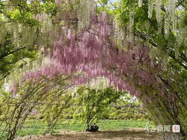 “陕西赏花地图”来了