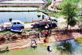 孝昌：20余万尾鲈鱼苗“游”出致富路图片