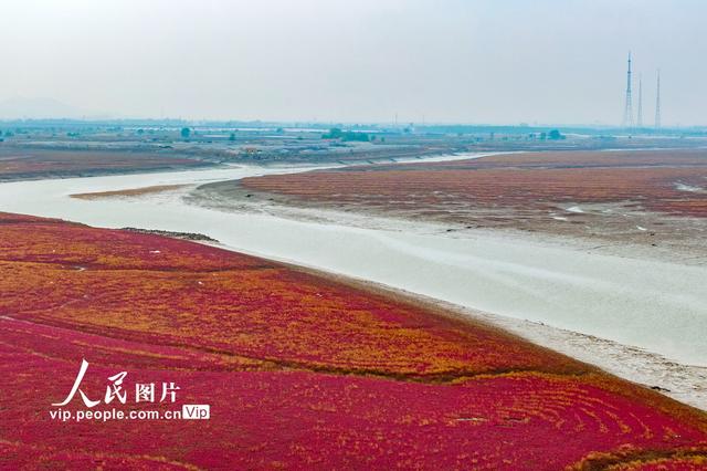 青岛红海滩湿地风光