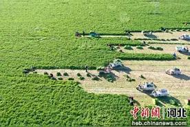 河北阜城：香菜“吃香” 助农增收图片