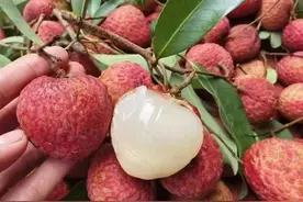 多图｜莞荔高端品种陆续上市，价格是……图片