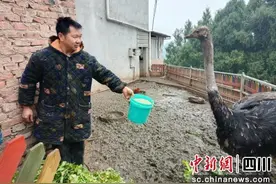 梓潼：“鸵”起致富梦 特色养殖推动乡村振兴图片