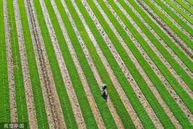 山东青岛：农民精心管护水稻秧苗备战丰收图片