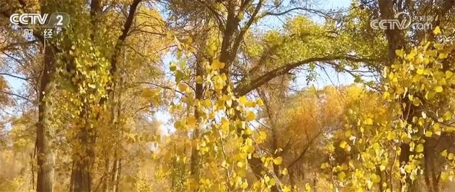 新疆喀什百万亩胡杨勾勒壮美画卷 “胡杨+文化+旅游”促文旅融合引客来
