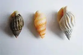 贪嘴尝鲜，一女子被紧急送医洗胃！舟山人注意：1颗就可能致命……图片