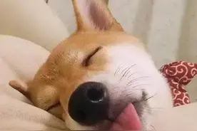 狗狗肚子饿了的 6 种表现，宠主要知道图片