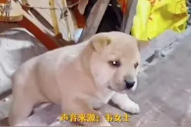 评论丨母女冒雨接回被抱走的小狗，不懂边界的亲戚该补上这一课图片