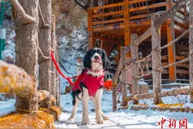 （新春见闻）携宠出游感受“诗和远方” 宠物旅行团春节假期走热图片
