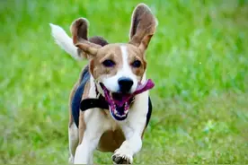 帅气又可爱，奔跑中的比格狗图片