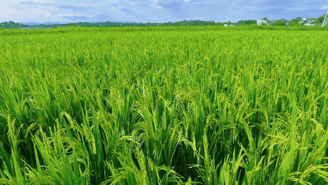乐游绵阳 清凉一夏 ‖ 又是一年稻花香，游仙这个村庄美成治愈系油画！