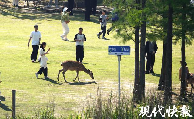 “五一”首日南京开启“人从众”模式，烟火气与文化味拉满