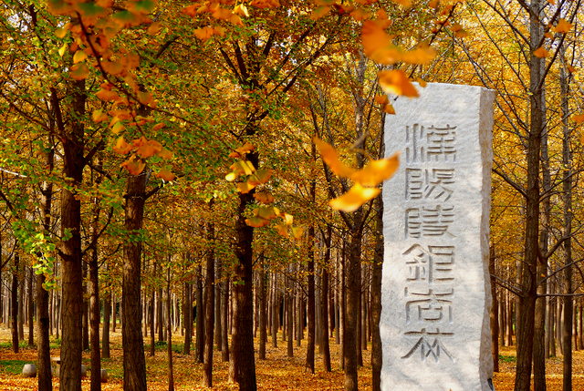 美绝！西安初冬的含金量还在上升！