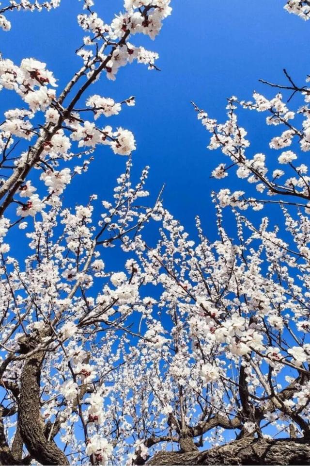 快来看！山东的杏花也太会开了