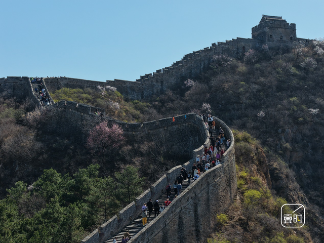 花开河北·经济绽放 | 万里长城＋万亩杏花，金山岭的“花期流量”藏不住了