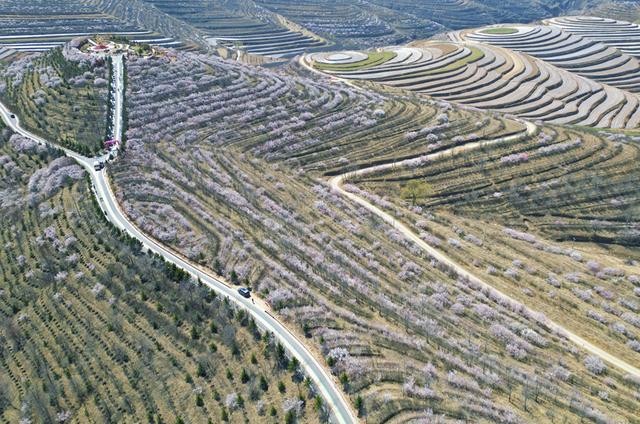 宁夏彭阳县：山花相聚约游人 文旅赋能消费旺