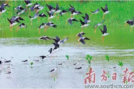 绿美深圳上演“疯狂动物城”图片