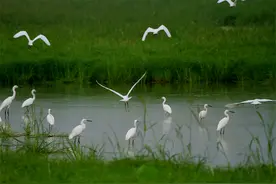 泰安市分布的一级、二级、省重点保护鸟类图片