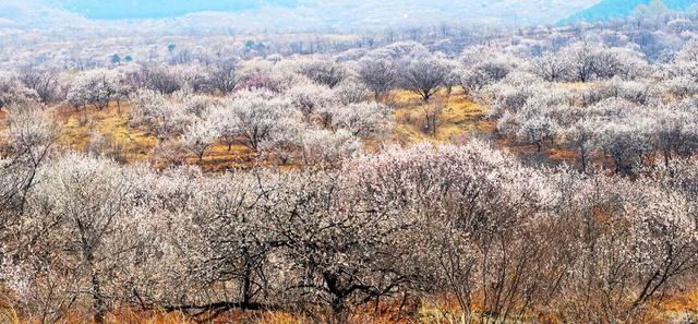 朝阳 浪漫来袭，邂逅“开往春天的列车”