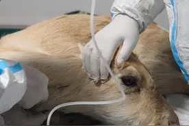 内蒙古阿尔山市：野生黄羊后腿受伤 巡护民警暖心救助图片